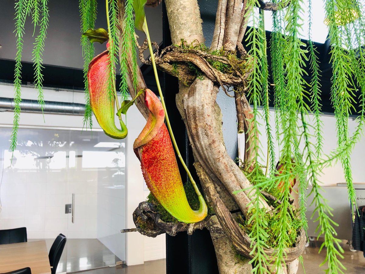 vanUhmbv's tweet photo. Een mooie en kleurrijke renovatie van onze showroom! 🌺🌴

Benieuwd hoe dit in het echt eruit ziet? Kom gerust langs in onze prachtige showroom!

#showroom #kleurrijk #Flowers https://t.co/BcnGGQgUll