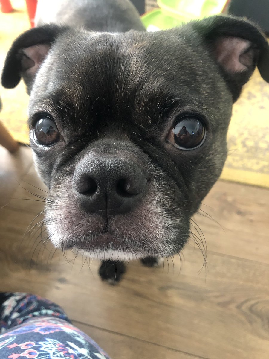 VegasThePug's tweet photo. My Bro Axl and me are defo rocking the salt and pepper beards now! #gettingold #GoingGreyGracefully #50ShadesOfPug https://t.co/HCdtlRQecM
