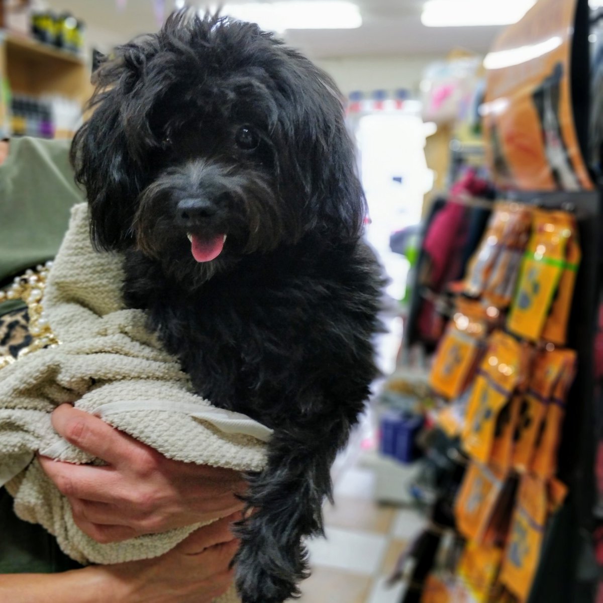 Bubbles Pet Care on Twitter "What do you get if you cross a toy poodle with a Pomeranian? The