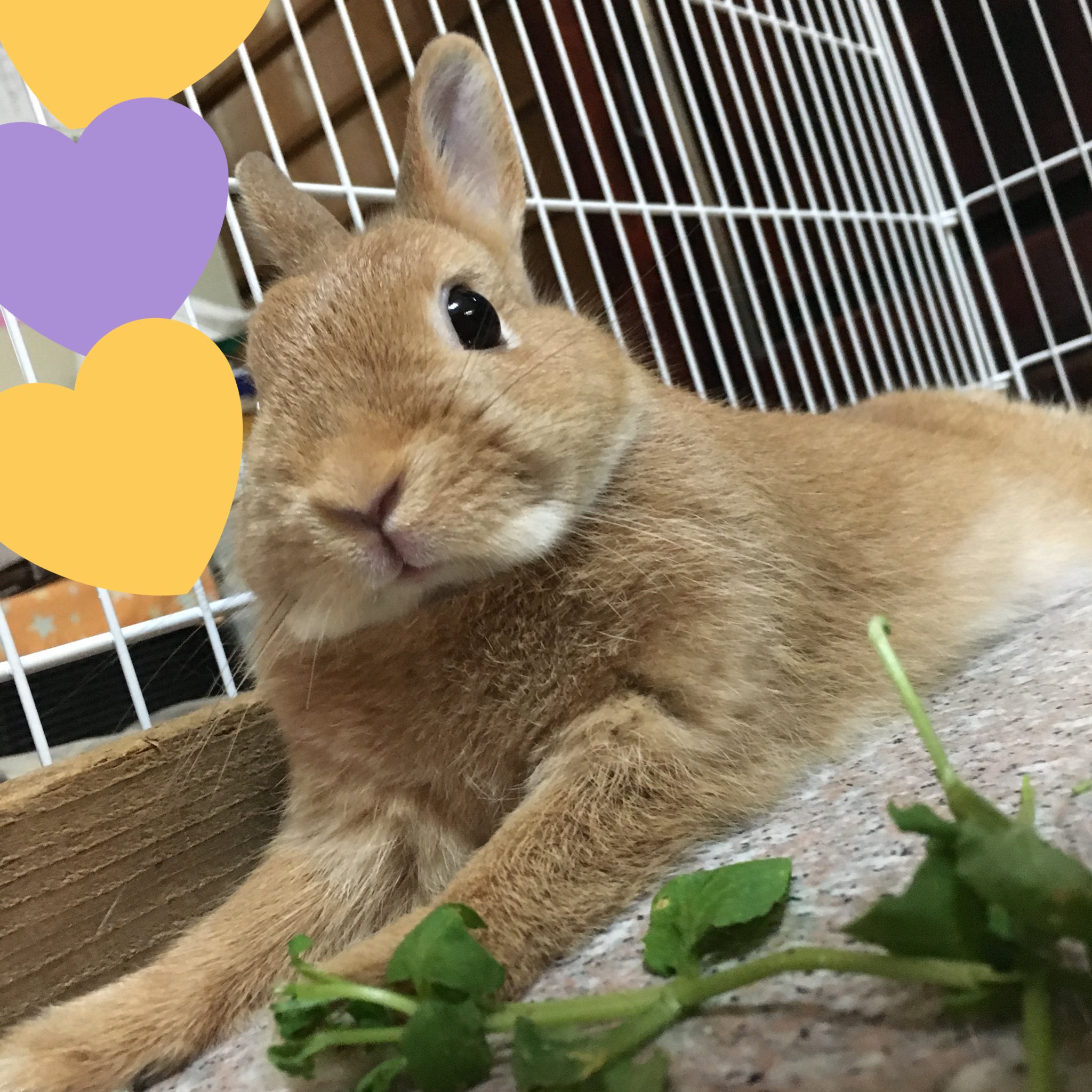 Lottarabbit Lottarabbit Twitter