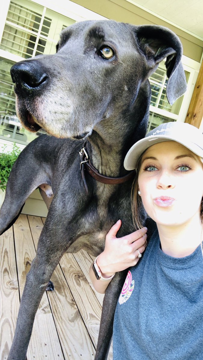hannahhanke's tweet photo. @davanlanee I have two! #goldendoodle #greatdane https://t.co/cYT2sTGCUH