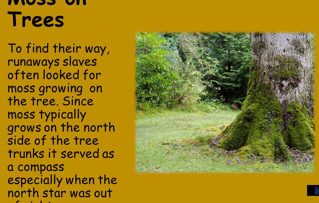 3. Pro Green = Pro Black History shows when our community taps into nature - we win. The Haitian Revolution - Haitians had a strong relationship with the land Enslaved Africans - escaped from the South to the North in part by knowing moss grows on the north side of trees.