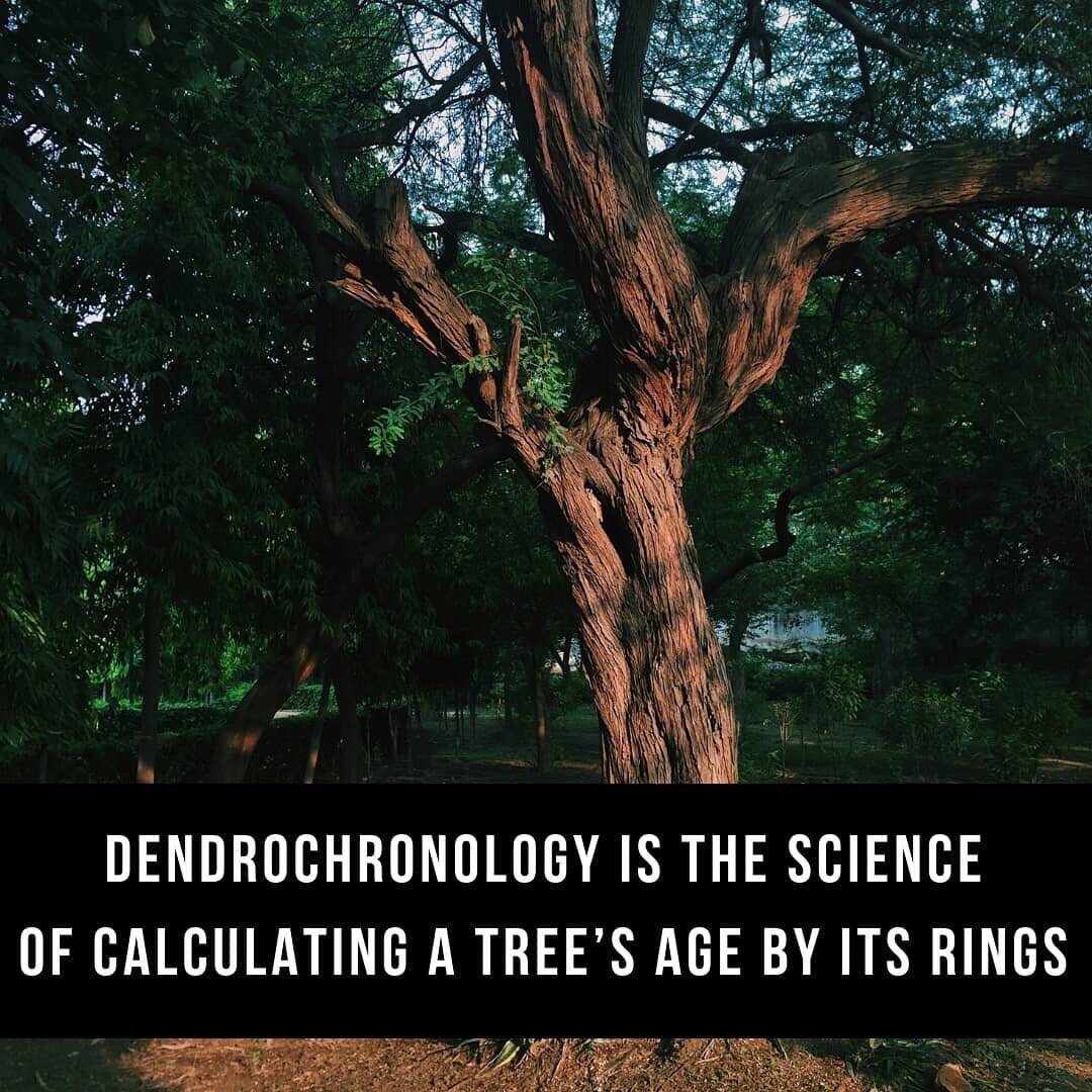 WherwoodNetwork's tweet photo. IT’S SCIENCE!!👩‍🔬🌳#TreeFactFriday
📷 • @learn_agriculture / IG
 •
#forestry #environment #forest
#sustainability #woodisgood #trees #woods #timber #forestproud #forests #wood #tree #career #nature #foresters #science #treesome  #agroforestry #facts #forestfacts #fact #sciences https://t.co/kqmVnhV2Tu