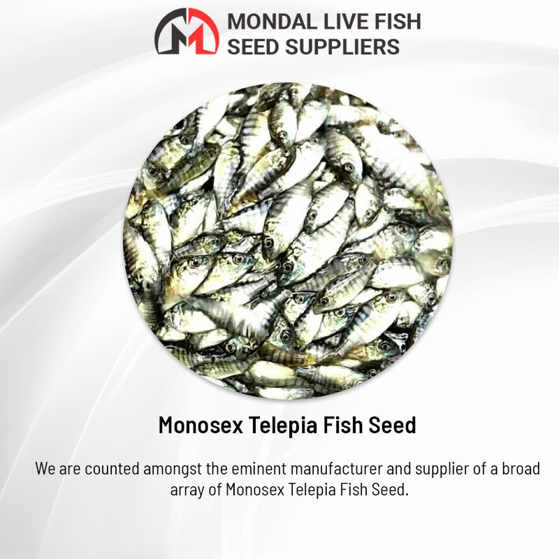 Modal Live Fish Seed (FishModal) Twitter