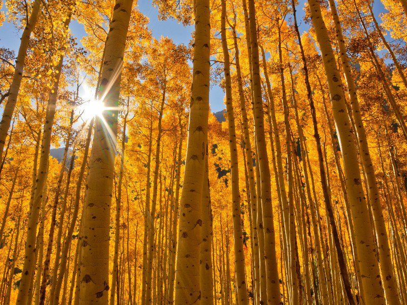 KScienceSchool's tweet image. Best Places to Visit for Fall Color!
buff.ly/2HAcV8l