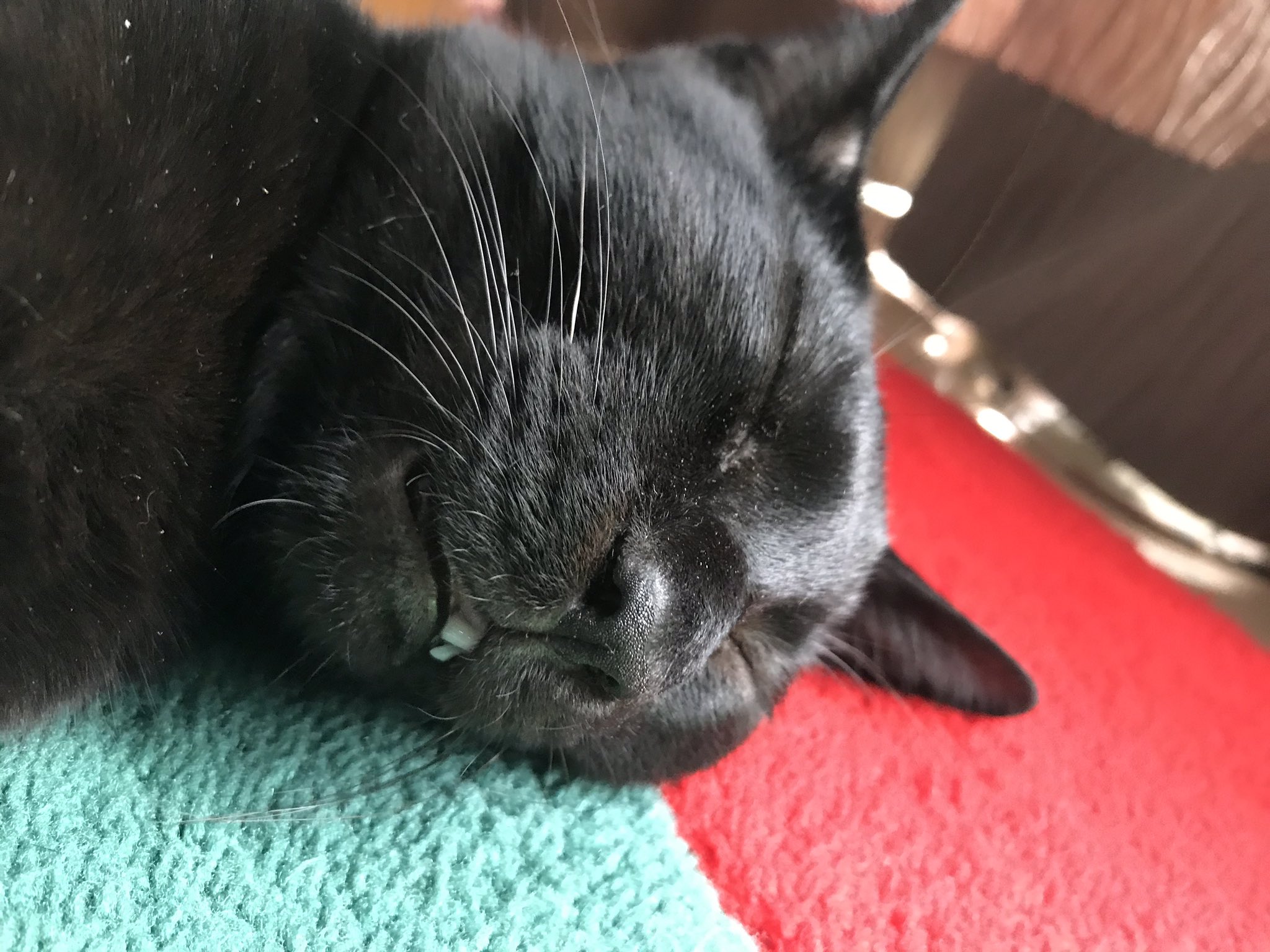 猫枝 寝顔可愛いなぁ 下からのアングルも最高だ あ 歯が出ちゃったぜ 猫の寝顔 猫との暮らし 黒猫 猫大好き ねこ 猫との生活 T Co 4cguhouxka Twitter
