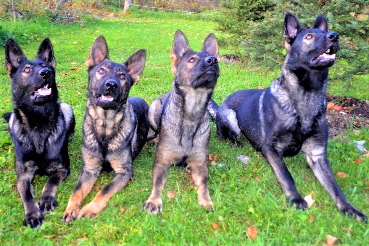 PastorAleman_MX's tweet photo. No sabemos por qué, pero el sonido de nuestras correas y las llaves de nuestro humano, siempre suenan mejor el viernes
Here we go 3, 2, 1…
#FelizViernes amigos!!!
#PastorAlemán #DarkSable #BlackSable #AmorPerruno #FelizFinDe #LaFotoDelDía https://t.co/POxruccDCT