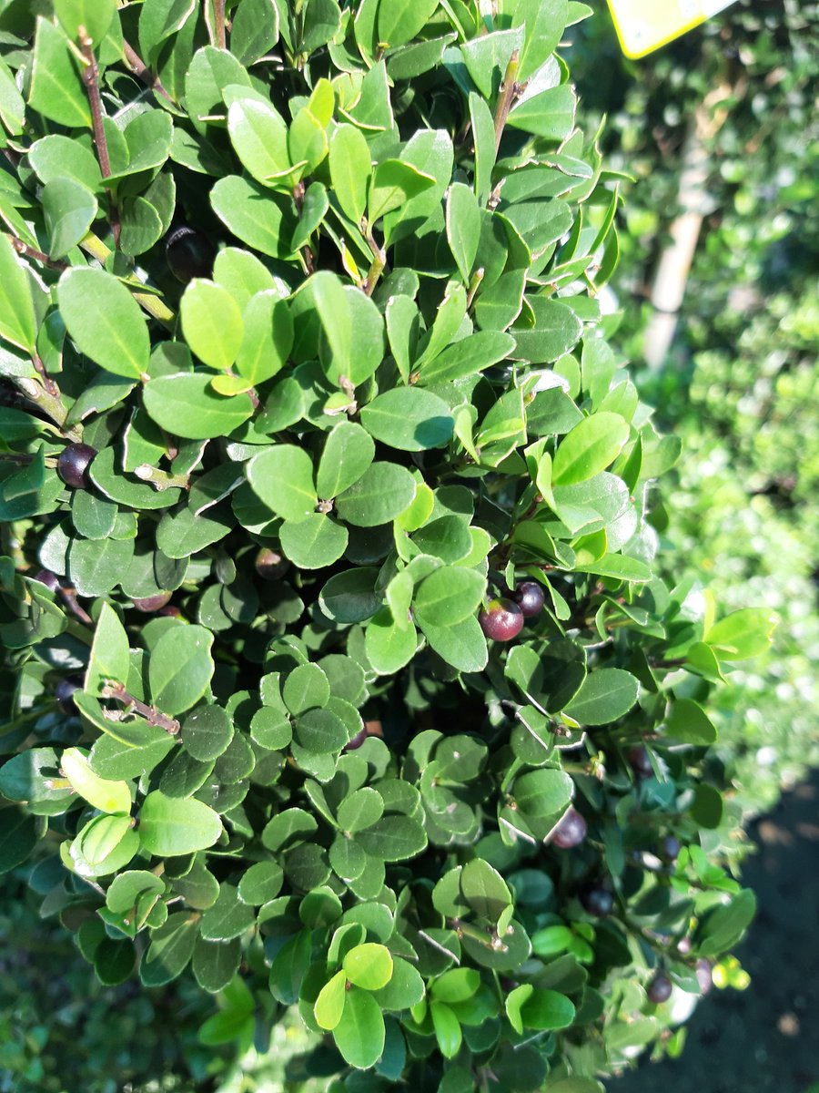 TheOtterNursery's tweet image. Ilex crenata is a great alternative for buxus (box hedging) as it will not suffer from blight or caterpillars and looks just as nice #BoxBlight #Boxhedging #Hedging #Gardening #Ilex