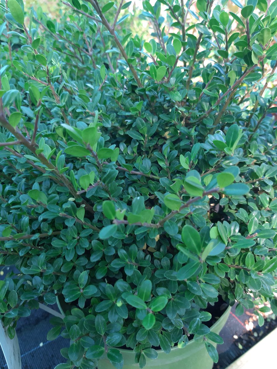 TheOtterNursery's tweet image. Ilex crenata is a great alternative for buxus (box hedging) as it will not suffer from blight or caterpillars and looks just as nice #BoxBlight #Boxhedging #Hedging #Gardening #Ilex