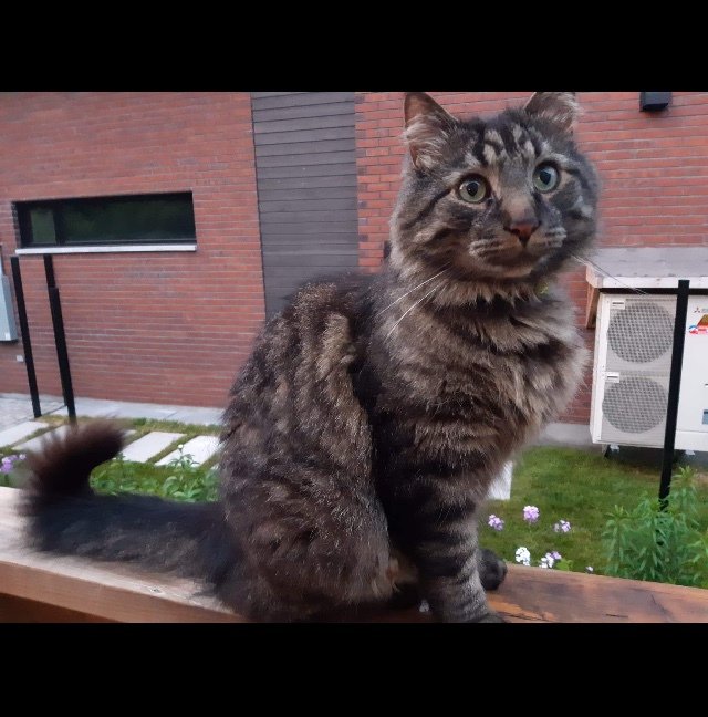 Furtastic Friday mindchatter.blog/2019/09/20/fur…