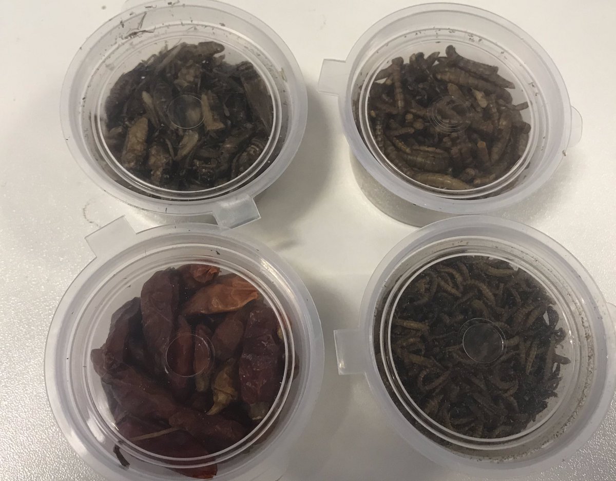 For this year’s #TradesTalk Tweetathon, I will be eating an array of repulsive treats (including the below worms, crickets and Birdseye chillis) in exchange for donations to the <a href="/RAINYDAYTRUST/">Rainy Day Trust</a>. To cyber bully me for charity, tune in 3-4pm on 2nd Oct (food suggestions welcome!)