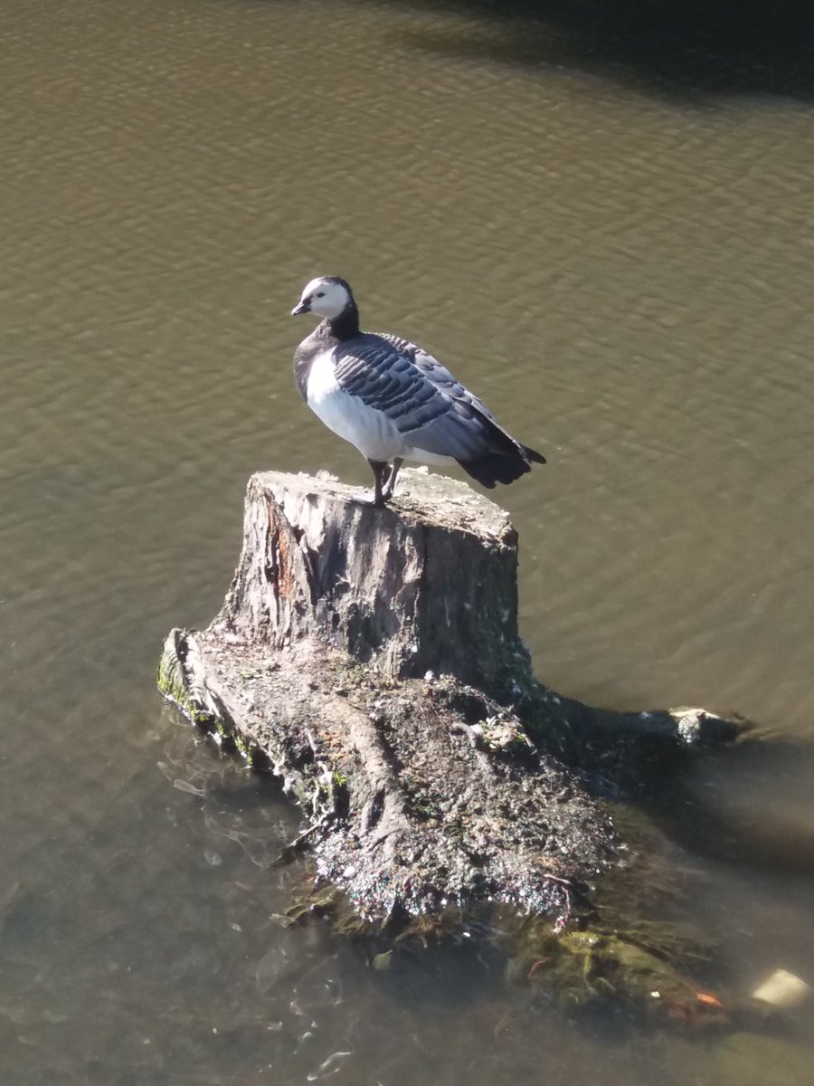 With it being such a lovely day, I went for a lunch time stroll around the campus lake...the benefits of working on a campus! <a href="/UniOfYork/">University of York</a> <a href="/UoyGrounds/">uoy_grounds_and_gardens</a> <a href="/ChemistryatYork/">Chemistry at York</a>
