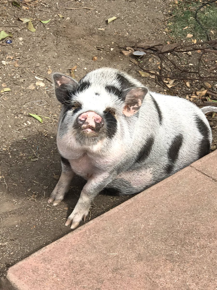FScottFeil_DPT's tweet photo. Today’s Welcoming Committee found in a Texas Urban/Suburbia front yard. Oh the things you will see in Home Health..
🐖 🐷 🐽
#homehealth #homehealthpt #physicaltherapy #physicaltherapist #hhpt #pig #oink #potbellypig #petpig #IlovethatdogBillyBobthstsapigYea
#welcomingcommittee https://t.co/jXCAAXNWMa