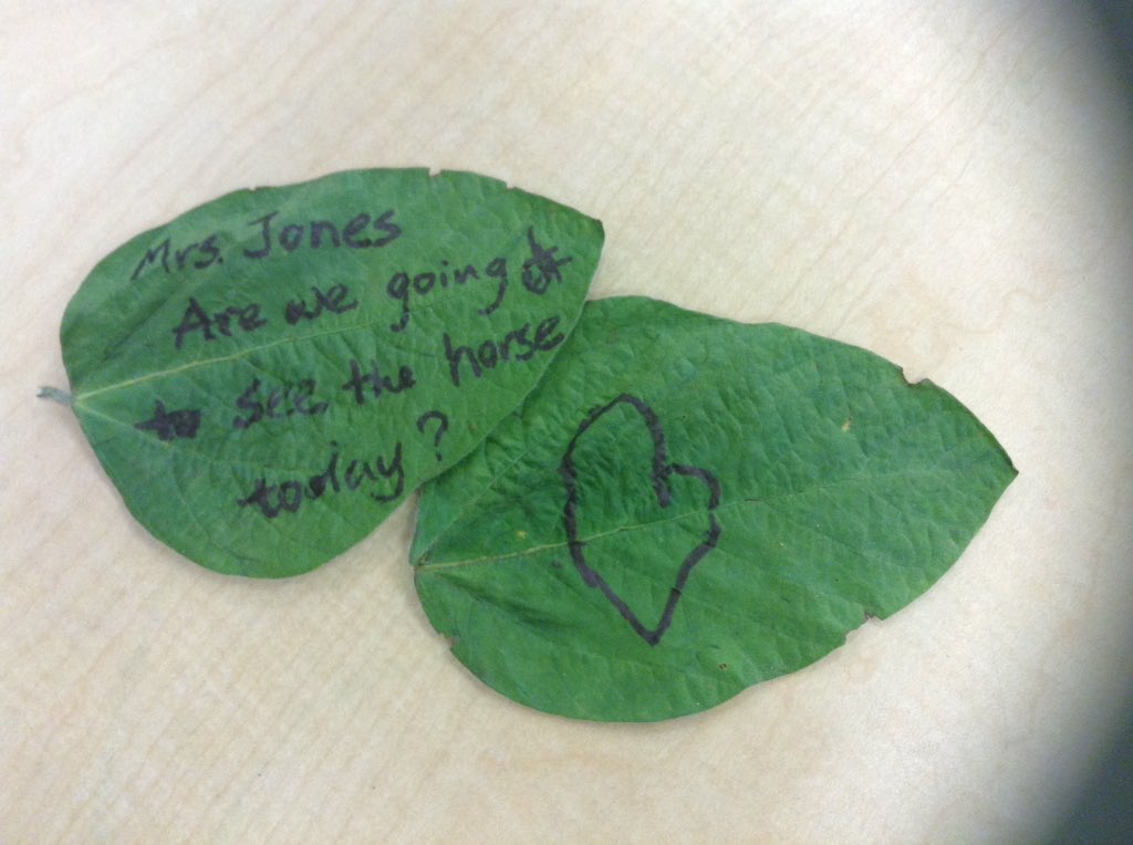 FDKSharonPS's tweet photo. Love getting notes on leaves from my students!! 🍃🌳Especially asking if we can go see our horses next door🐴
@SharonPublic  @InspireOutside https://t.co/NUhUCQzPx9