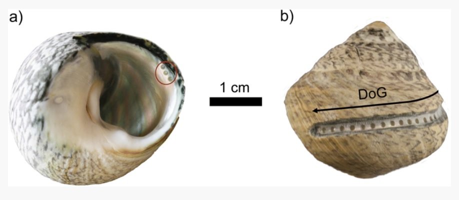 PalaeoshellsUC's tweet photo. Check our paper on the seasonality of shell collection in the Mesolithic of northern Iberia, led by our team member @asierge from @MPI_SHH 🐚⛅️

Complete new: https://t.co/JNDVLjmfOV

Article link: https://t.co/wQPpxd9bQr

#prehistory #shellmidden #Archaeology https://t.co/wRiric5OSC
