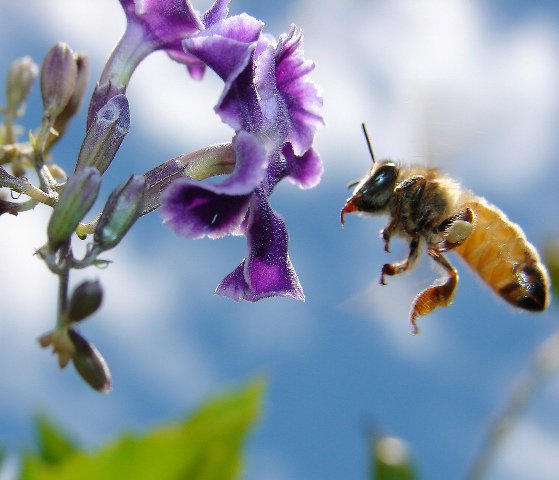 bee_conservancy's tweet photo. What's all the #buzz about? How can you join our movement to help the bees and address food insecurity? We can't wait to share with you in five days!
#beethesolution #beeambassadors #sponsorahive #thbc #honey #urbanbeekeeping #staytuned https://t.co/RPTsUxmOQi