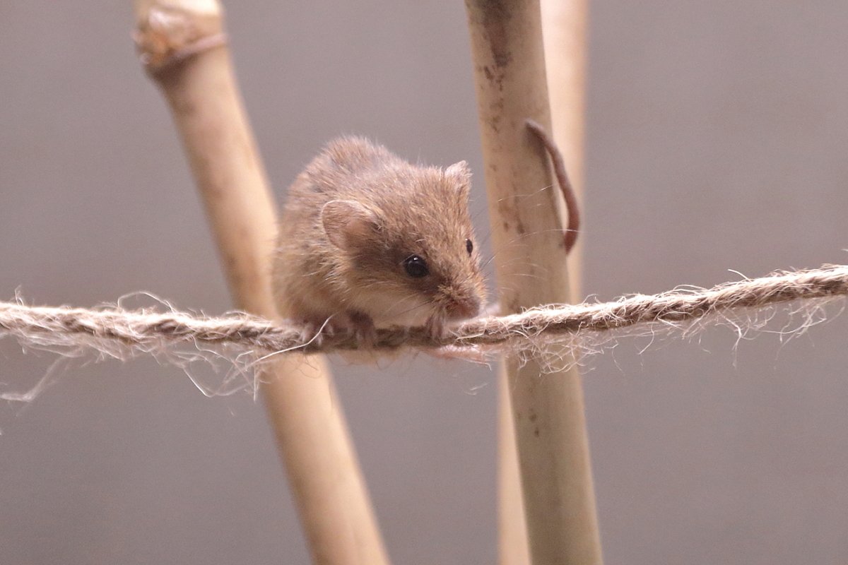 井の頭自然文化園のカヤネズミたんのタワーマンション 1日で崩壊する Togetter