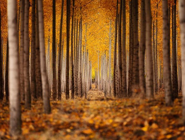 thejazure's tweet image. Autumn in the Air...
•
•
•
#roadtrip #projectexplore #nature #travel #betheadventure #wanderlust #neverstopexploring #photography #photooftheday #adventure #traveling #alwayswanderlust #traveltheworld #unlimitedadventure #instagood #instatravel #pico… ift.tt/2OerUJk