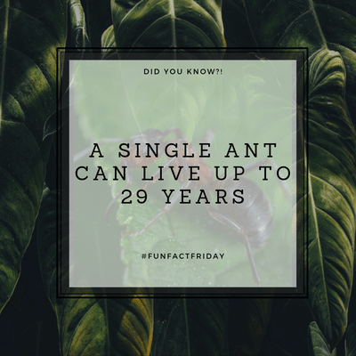 ICAdvising's tweet photo. Happy Friday!!! #funfactfriday https://t.co/mbZJHO5HNi