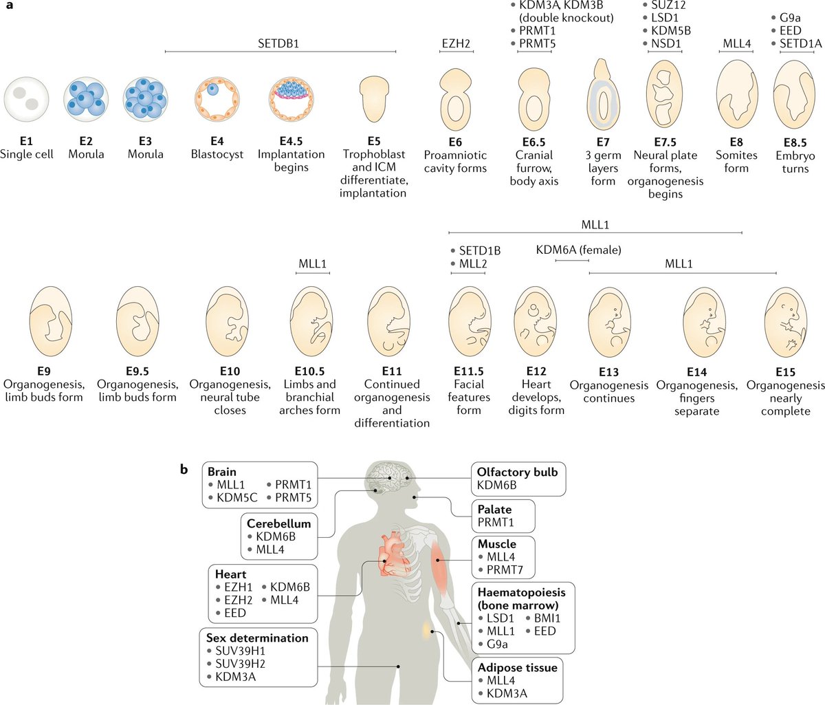 NatRevMCB's tweet photo. #Methylation Focus issue @NatRevMCB: #Review by Yang Shi @harvardmed discussing #HistoneMethylation its regulation and changes during animal #development !Access FREE for 1 month! https://t.co/qnDskfej2O #HistoneCode #Epigenetics https://t.co/eI9RepmsZ4