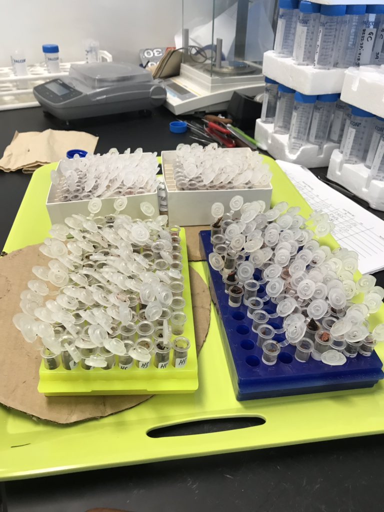 EA_Doherty's tweet photo. Hard at work processing harp seal muscle and liver samples; nearly 400 individuals from NAFO division 3K! https://t.co/bdcLFfrl9Q