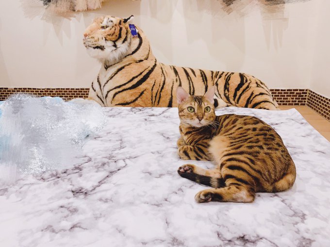 Twitterのコスプレ画像60