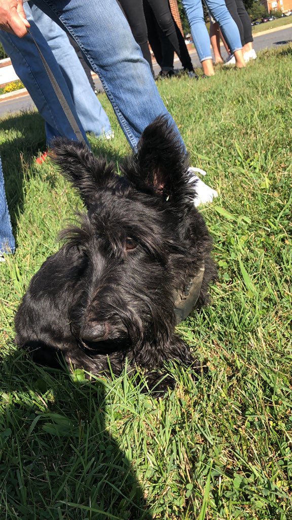Come out to the #ClimateStrike There’s Dogs!!!! <a href="/bc_voice1/">BCVoice</a>