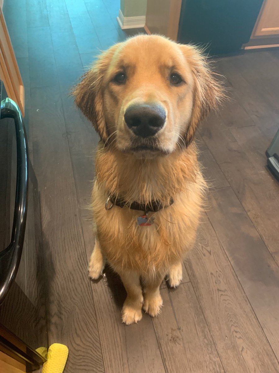 USFWSOC's tweet photo. @andrearsh96 @BriBlethen @ryanders98 gooooob morning 🐶

We have more dogs to get you through your Friday! Landry wants you to meet her dog Jax! 🐾

Bring your dogs tomorrow night to Corbett Stadium for Bark with the Bulls at 7 p.m.! https://t.co/L5PqEKog5H