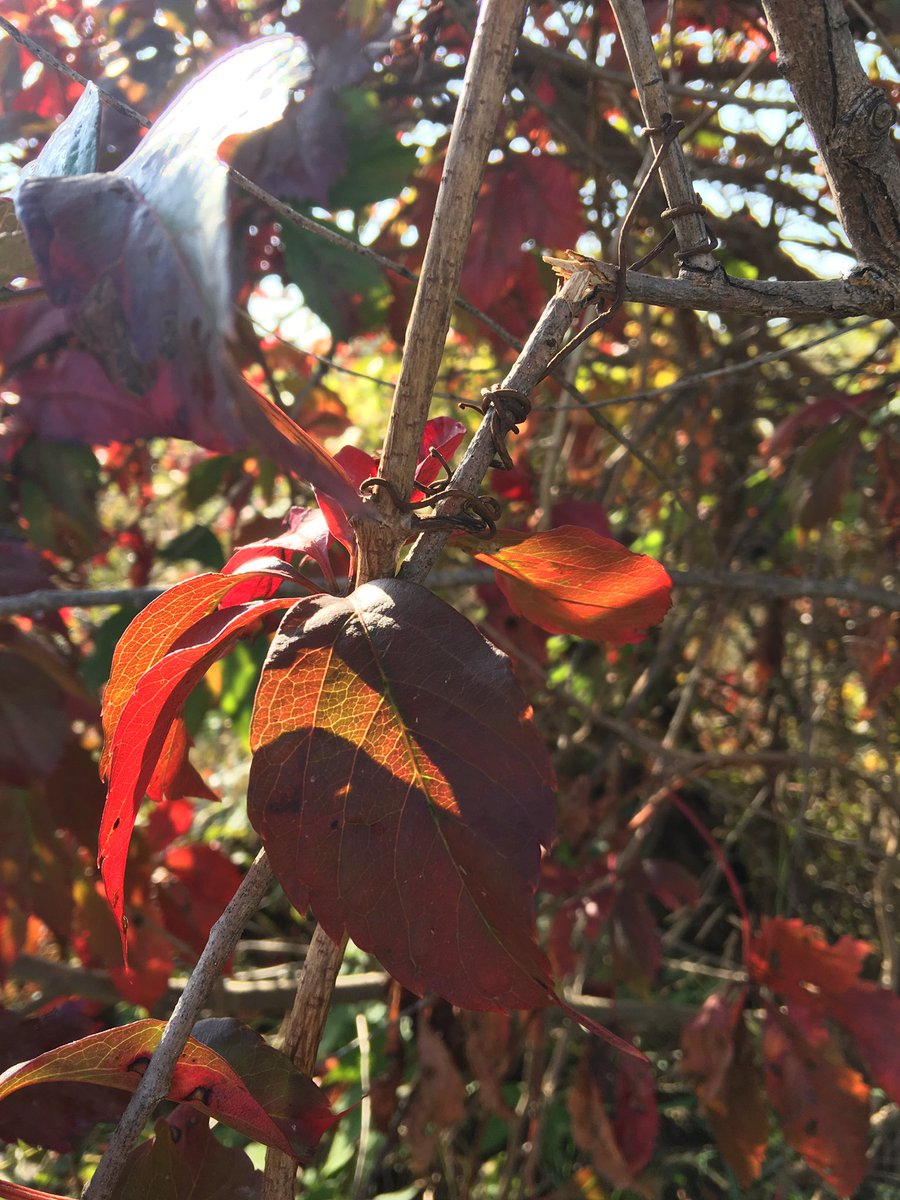 learninghood's tweet image. Beautiful day to assess biodiversity. #lovenature #backyardscience  #ecologyrocks #grade9 #wellness @CSSWarriors @CayugaSchool @CayugaSecondary @GEDSB