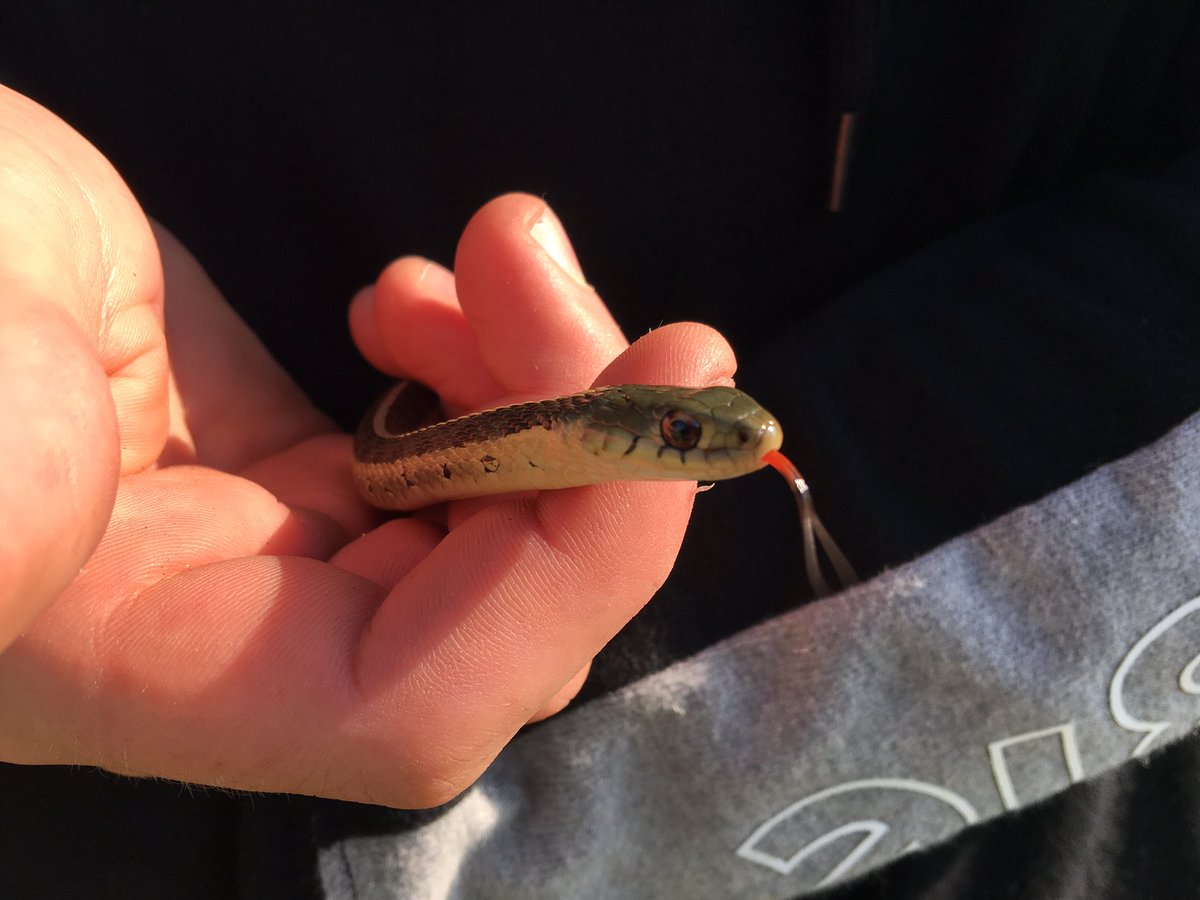 learninghood's tweet image. Beautiful day to assess biodiversity. #lovenature #backyardscience  #ecologyrocks #grade9 #wellness @CSSWarriors @CayugaSchool @CayugaSecondary @GEDSB
