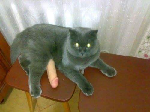 memes estranhos tweet media