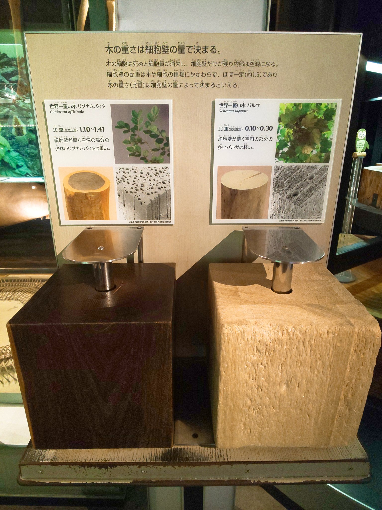 世界最強の木!リグナムバイタの木刀!重量級 (成瀬忠詠 on X 世界最強の木!リグナムバイタの木刀!重量級 (成瀬忠詠 on X