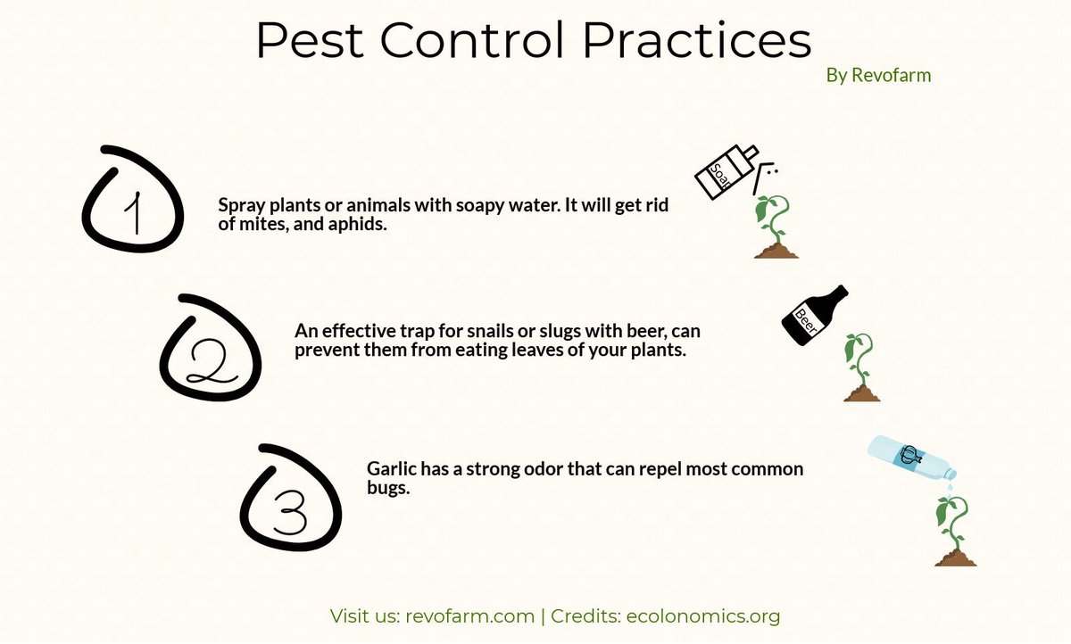 Pest control practices can be inexpensive for smaller holder farmers. Here are a few tips/practices.

Like and Follow <a href="/revofarmltd/">Revofarm</a>  for daily tips and tricks!

#Revofarm #agrinews #agtech #agronews #agriculture #pestcontrol #farmers