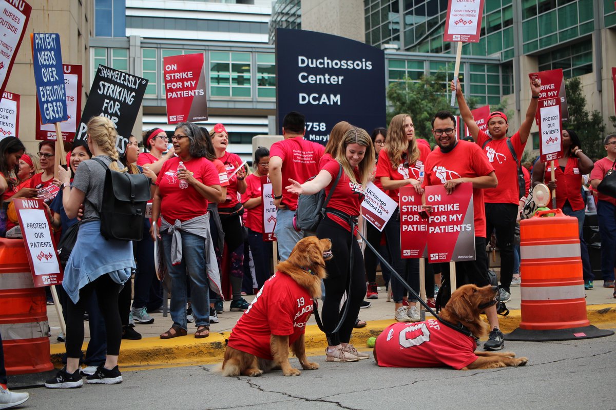 UCLaborCouncil's tweet photo. Doggos and #RNstrike fashion https://t.co/PpHyHY1JWV