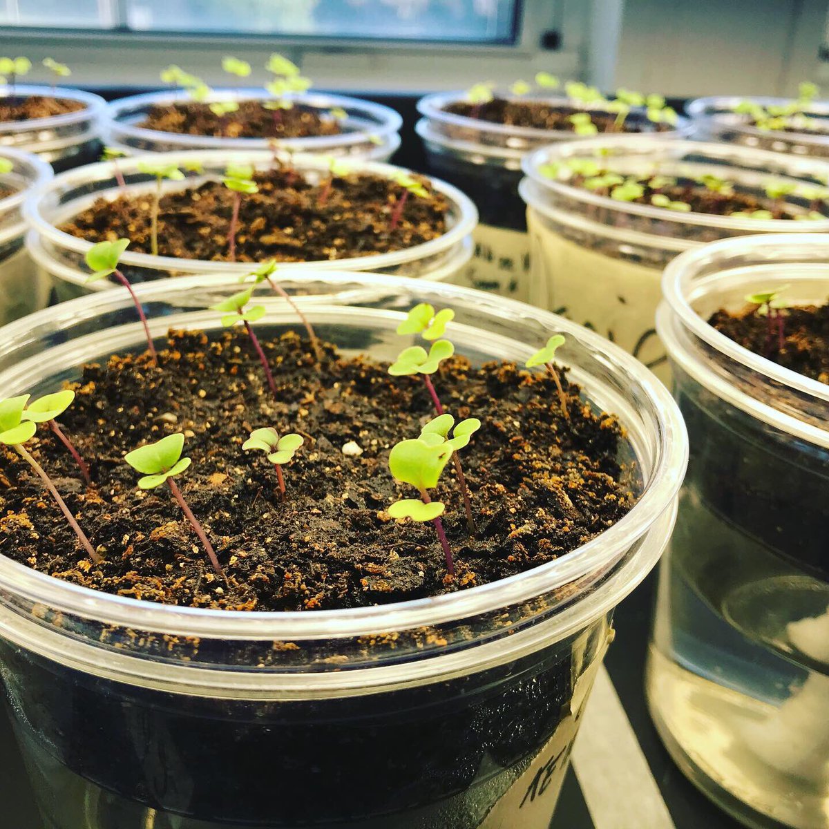 HeckelScience's tweet image. Wisconsin Fast Plants - Day 1 vs. Day 3! They really are fast! 8C is growing them and eventually their seeds to investigate how traits are inherited. @TeachVerona @STEMistry @HBW_Verona #Science #genetics #middleschoolscience #iteachscience #iteachmiddle