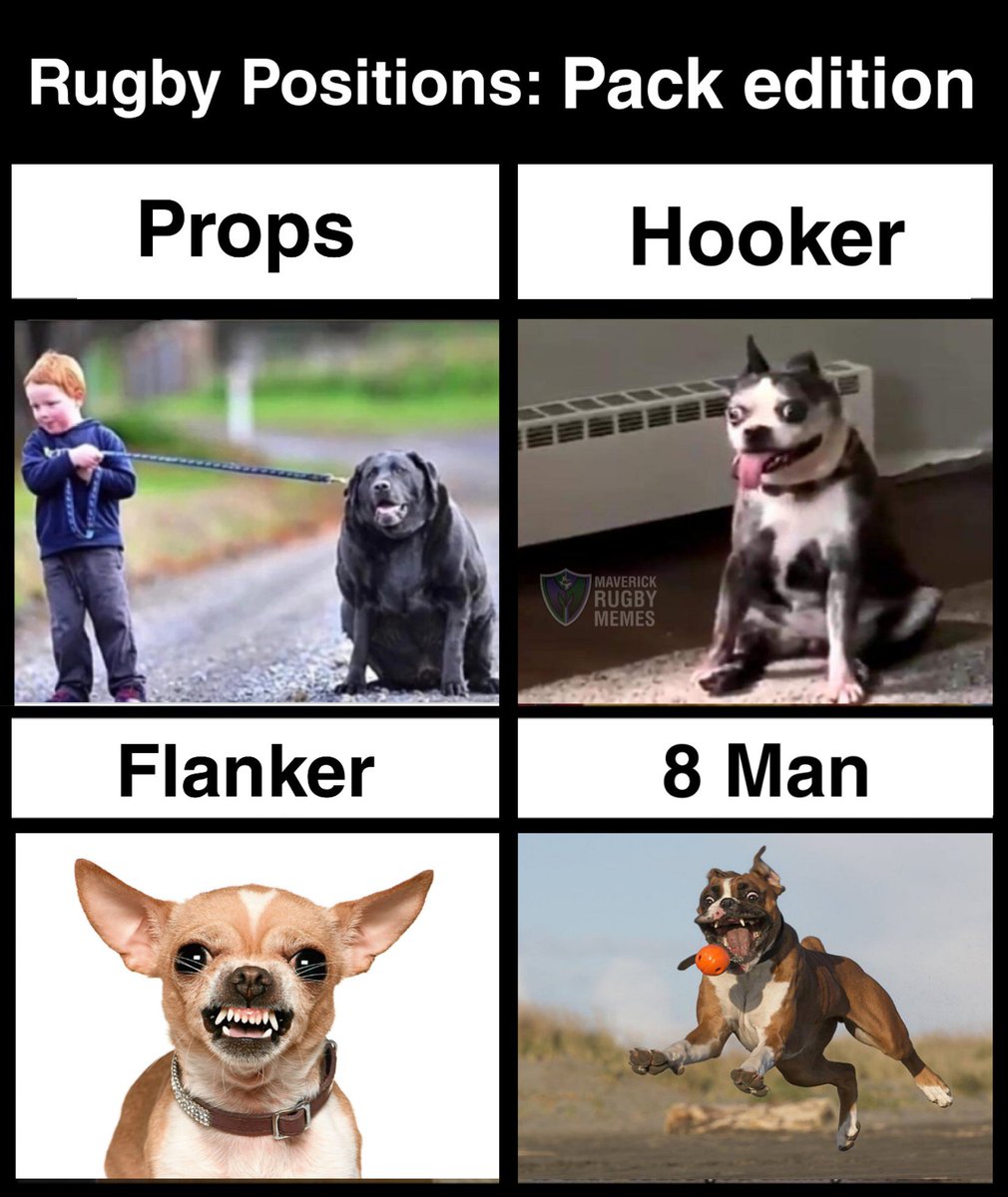 MaverickRugby's tweet photo. Tag a forward who's a good doggo https://t.co/xn3vbPGv21