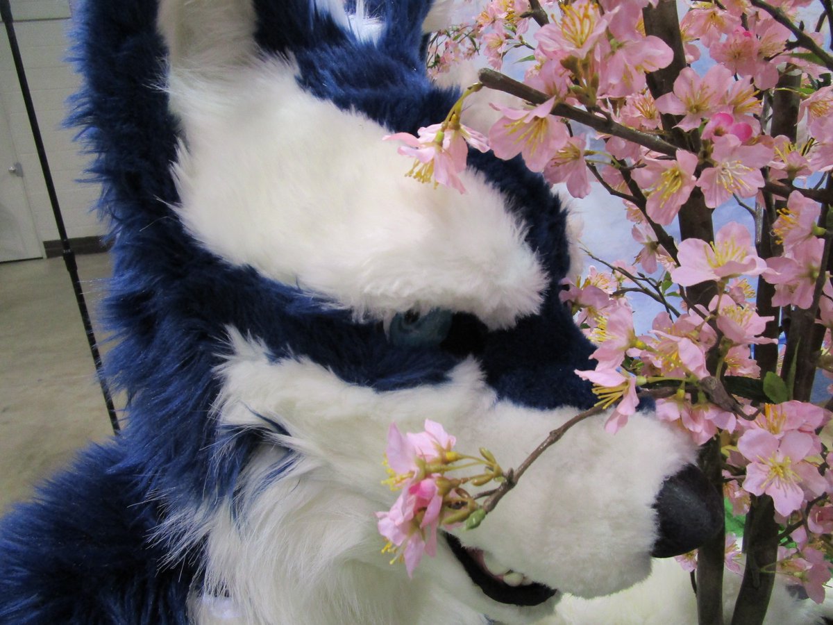 Wolfconsin's tweet photo. This #FursuitFriday, take some time to appreciate the flowers.
📸 My sister
✂️ @Lykanos_Wulf
🌎 #ACen2019 https://t.co/N9C1z0NKWA