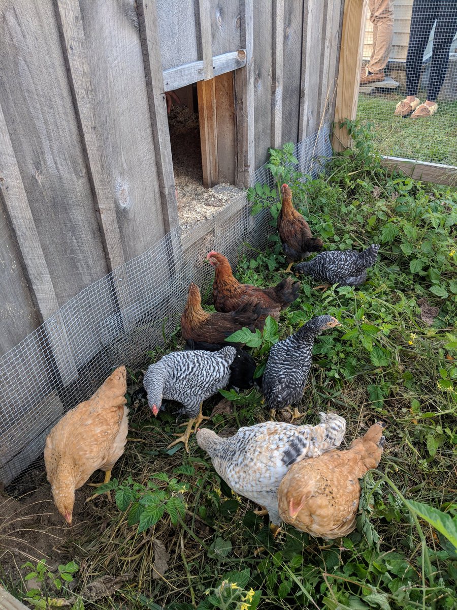 MrsHaberek's tweet photo. Our flock is checking out their yard for the first time! #charihoffa #charihoag @CHARIHOtech https://t.co/kd0O8Xl0iN