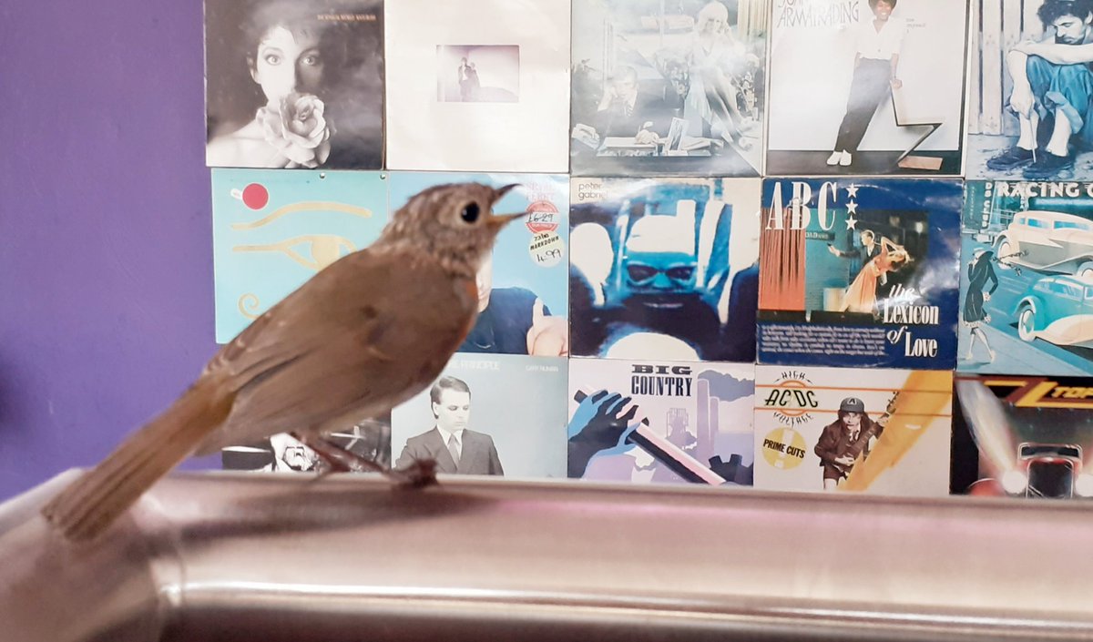 Roll up, Roll up!!  Carnival of Culture tonight FRI 20th <a href="/hotspotmusiclub/">Greystones</a>. Doors 7pm/show 8pm.@artsoffice @visitwicklow <a href="/eastcoastfm/">East Coast FM</a> FOLK SESSION this SUNDAY 22nd. #CultureNight #OicheChultuir