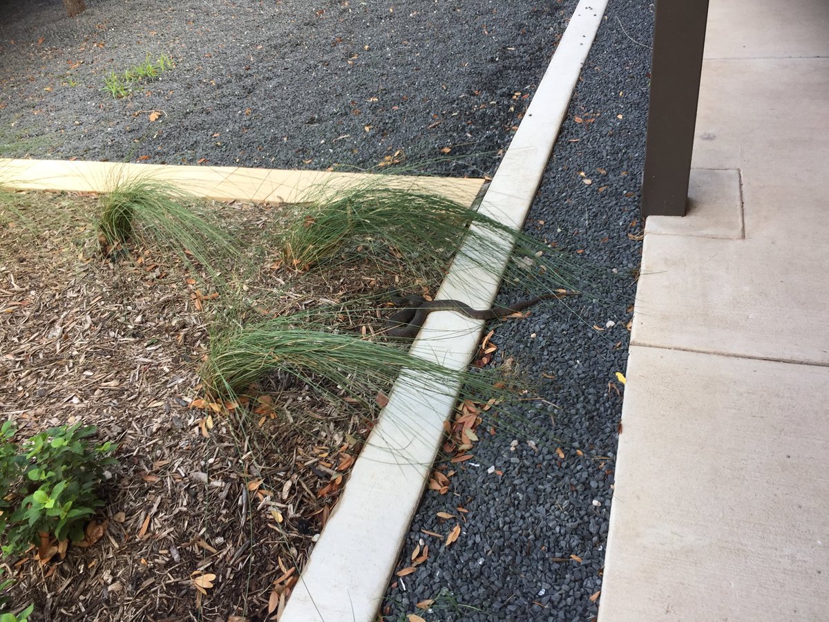chrisbratlien's tweet photo. Just made a new friend today at work. Meet Larry https://t.co/9389giDih5