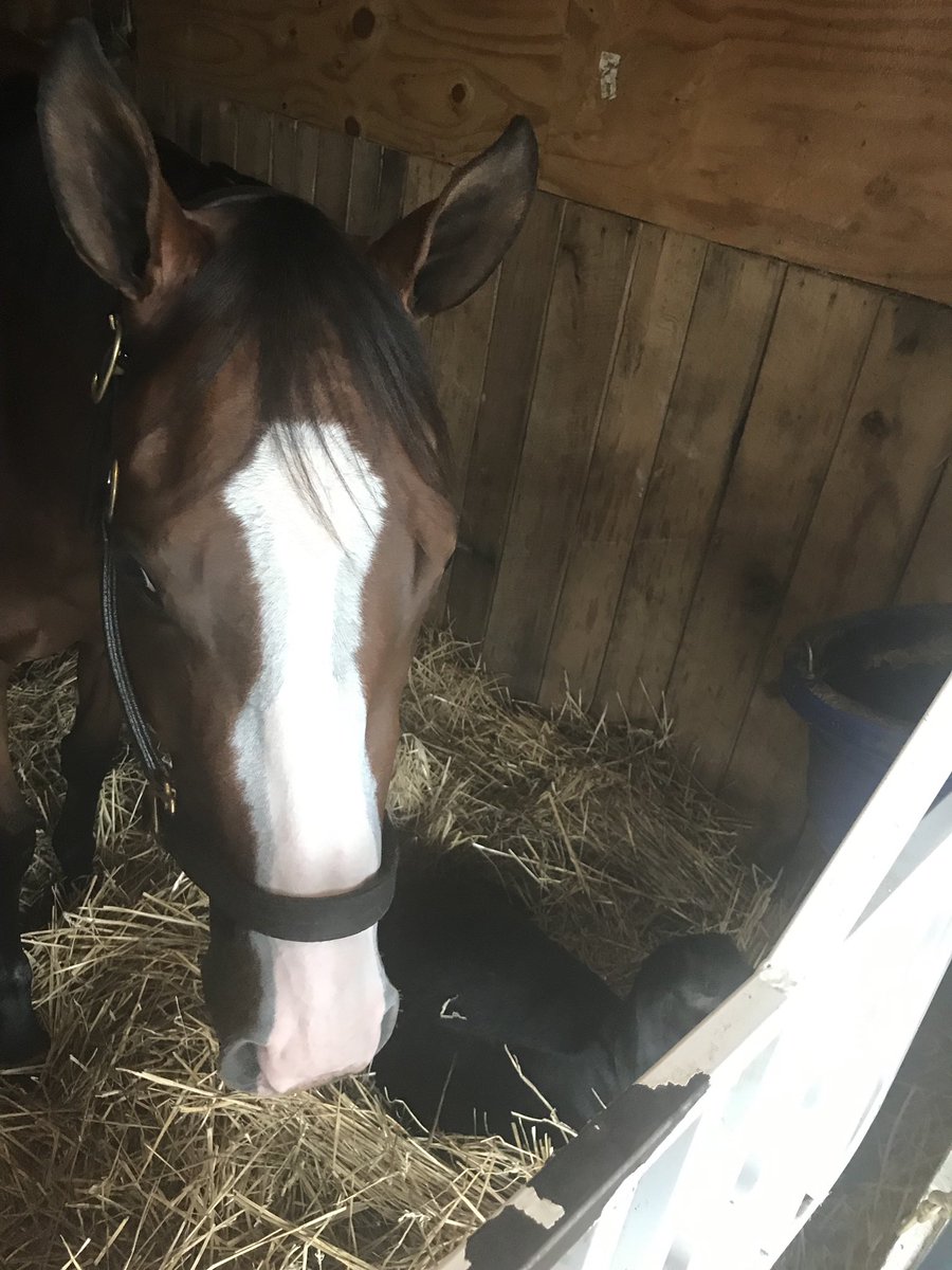 MisterM54101964's tweet photo. So look who decided to be my pal? Covfefe, thank you for sharing your space with me🤗🤗🤗#Covfefe @CovfefeHorse @LNJFoxwoods #TeamCox #BradCoxRacing https://t.co/udRyh0JkbK