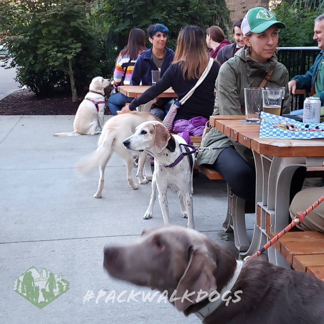 PDXPackWalks's tweet photo. We had a great time supporting our awesome sponsor, Fido's - "World's First Dog Tap House" while the TODAY Show came to do a spot on Scott's restaurant! Thanks to everyone for coming out, and bringing your awesome doggos! #packwalkdogs https://t.co/iSPQYu3WWD
