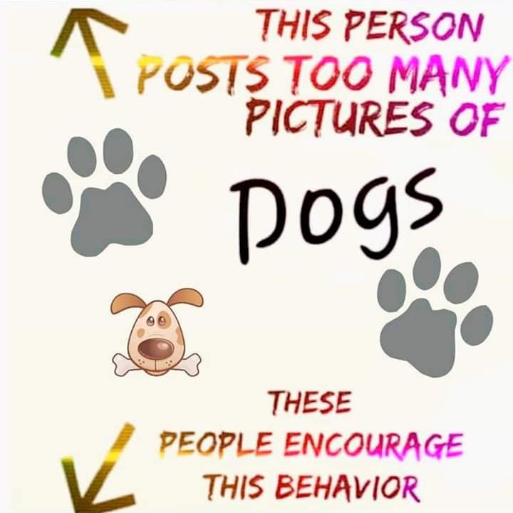 Yup! 😂 
#superproudpittyparents #superproudpittyparent #proudpittyparents #proudpittyparent #proudpittymom #proudpittydad #pitbullsforlife #pitbullpassion #pitbullstrong #pittylove #pitsofinstagram #pitbullsofinstagram #beautifulpitbulls