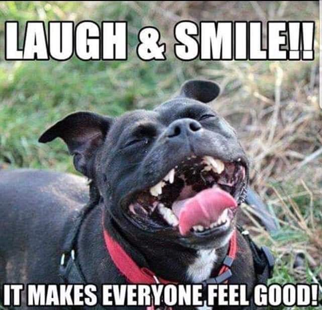 Happy Friday yall 😍 
#superproudpittyparents #superproudpittyparent #proudpittyparents #proudpittyparent #proudpittymom #proudpittydad #pitbullsforlife #pitbullpassion #pitbullstrong #pittylove #pitsofinstagram #pitbullsofinstagram #beautifulpitbulls