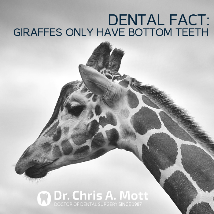 Dr. Chris Mott tweet media