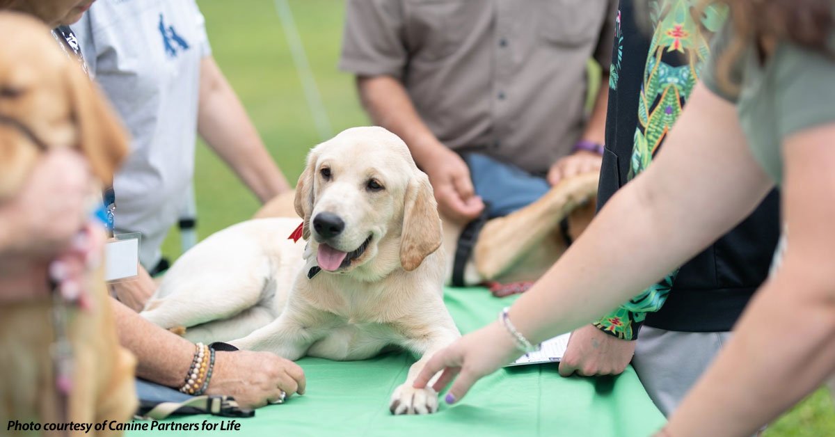 mobilityworks's tweet image. September is National Service Dog Month, a time celebrating the efforts of these incredible working animals. For almost two years, we have been able to follow the journey of one of these very special dogs. Read about Able’s journey in our latest blog. 
mobilityworks.com/blog/ables-jou…