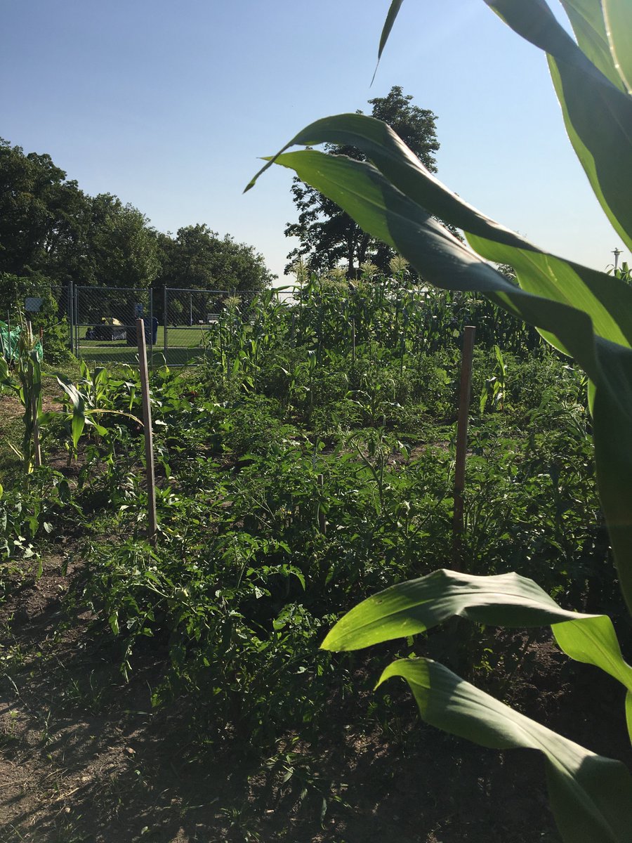 TNOtoronto's tweet photo. Open House at the Leaside Park Community Garden in #ThorncliffePark for #UAWeekTO2019. Come out and see the amazing space that community members work hard to maintain. https://t.co/34d6D5XO9J