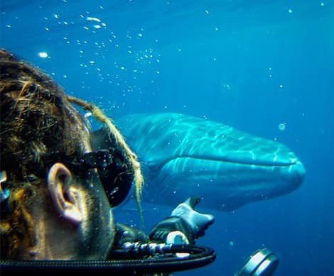savethailay's tweet photo. วาฬบรูด้า (Bryde’s whale) โผล่ที่เกาะเต่า😍🐋

ปัจจุบันวาฬบรูด้าได้ขึ้นทะเบียนเป็นสัตว์สงวนอย่างเป็นทางการเรียบร้อยแล้วด้วย ใครไปดำน้ำแล้วเจอส่งรูปมาอวดกันบ้างนะ

cr : kohtaodivers
#savethailay https://t.co/IXkg1AUM33