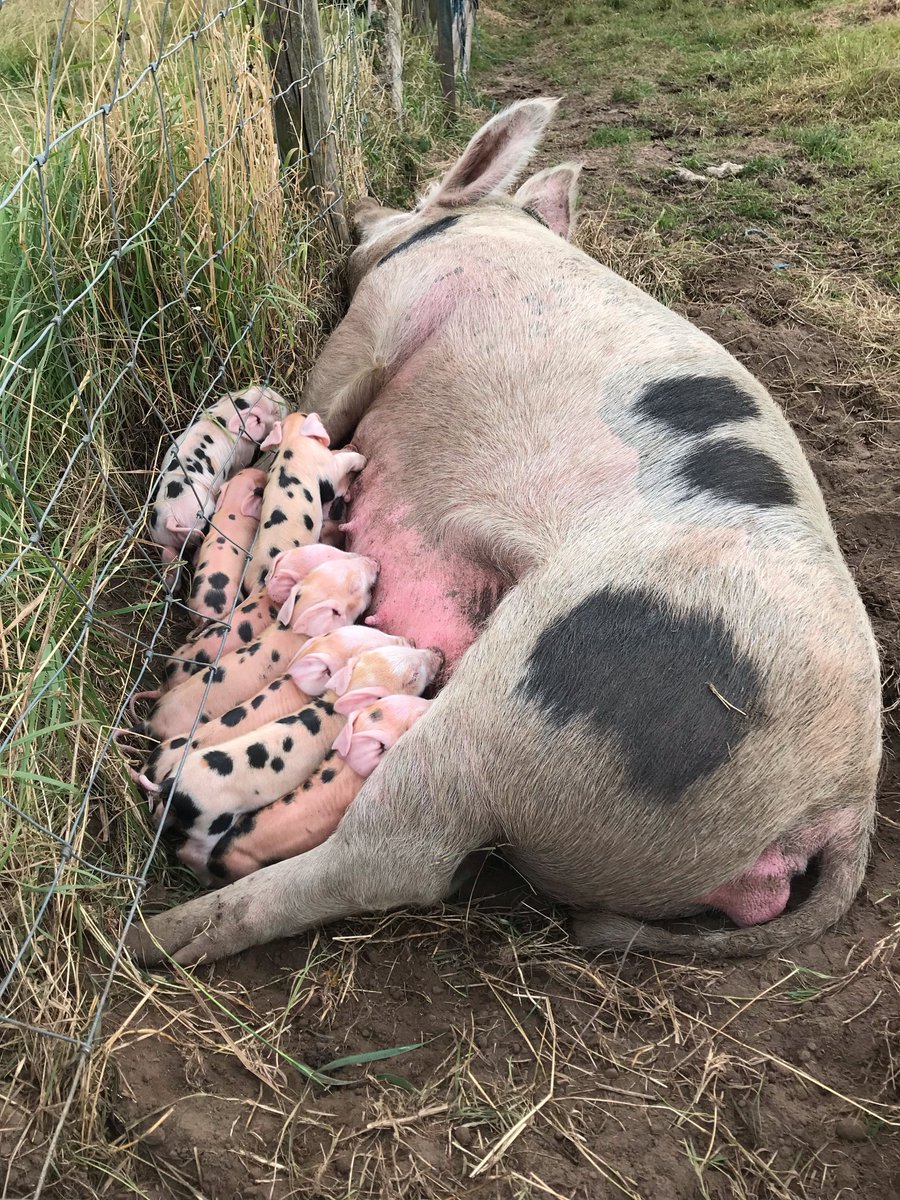 𝟗 𝐒𝐔𝐑𝐏𝐑𝐈𝐒𝐄 𝐏𝐈𝐆𝐋𝐄𝐓𝐒 𝐁𝐎𝐑𝐍!
Nature definitely took it's course earlier this week with the surprise birth of 9 adorable piglets! Mummy Pig Shirley and her 9 little ones are doing amazingly well! 💖🐷👏