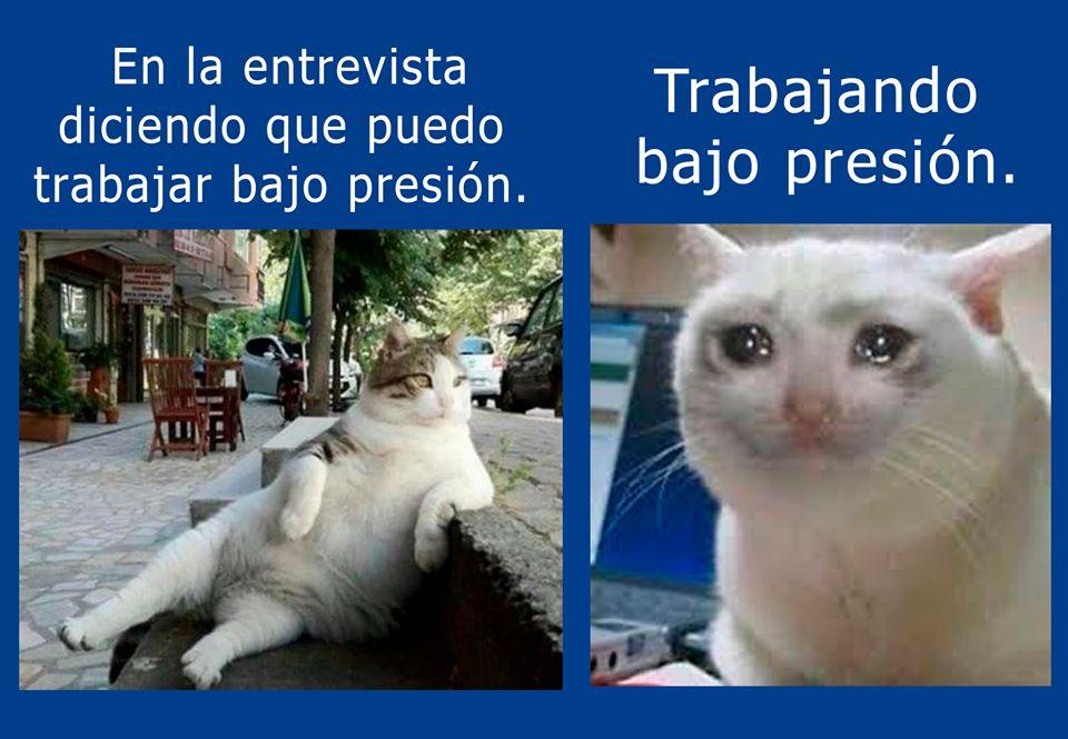 Tranquilo Michi, ¡sólo tenés que aguantar hasta los 65! 😢